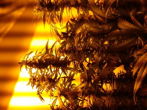 chadricks19's profile picture. Living my dreams