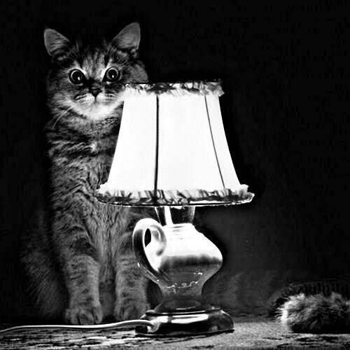 muslyvsluh's profile picture. Учитесь выражать свои мысли правильно.