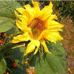 eatmendocino's profile picture. 2 women, 365 days, 3,878 square miles. An adventure in eating local in Mendocino County. Our goal is to live off the land and love it & inspire a new ag future.