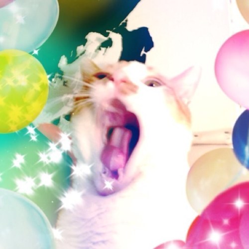 kuppitorabo's profile picture. 