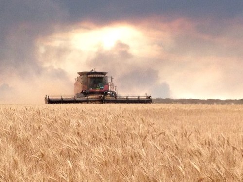 Broadacre cropper, in the drier alkaline areas to the east of Esperance. GIWA Chair & GIWA Barley Council member . All views my own.