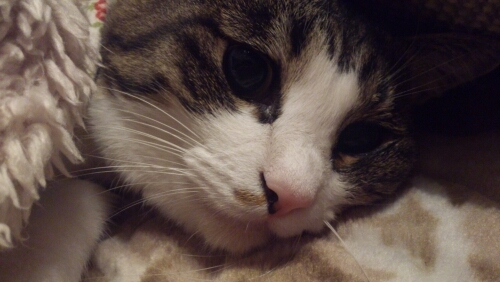 012092M's profile picture. なりきりさんと繋がりたい｡Kと銀魂とうみねことﾃﾞｭﾗと進撃､あと何だろう｡とりあえずアニメ好き！いきなり絡んでごめんなさい｡ムカついたらブロック！