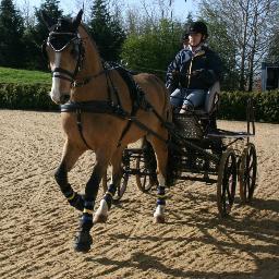 Carriage_Driver's profile picture. FEI Junior Carriage Driver sponsored by Second Hand Tack & Horse Quencher UK. Studying at Southampton Uni. Please feel free to check out my blog on my website.