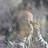 roney005's profile image