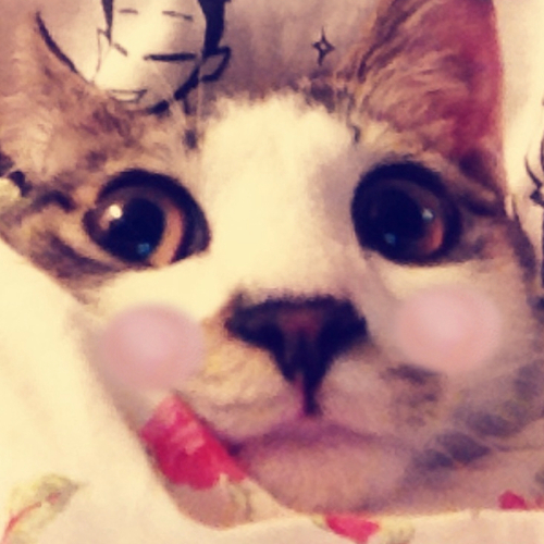 dear_mypuppy's profile picture. My puppy~모찌&동동 
아기냥 다림이&다지~
그리고 날 기다리는 동네의 모든 냥님들~ㅋㅋ