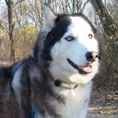Celebrating dog culture & supporting animal welfare in the western suburbs of Chicago. Also on Facebook at http://t.co/qpZQPDt9ED #FollowBack