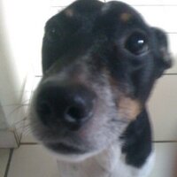 jose j miranda (@jjmirand1) 's Twitter Profile