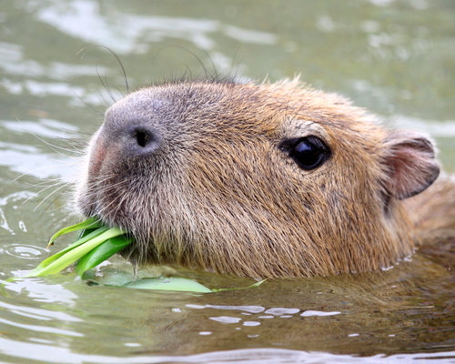 Capybara_siesta Profile Picture