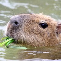 capybara siestantan(@Capybara_siesta) 's Twitter Profile Photo