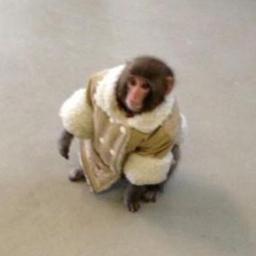 btoriom's profile picture. Lonchafinista radical