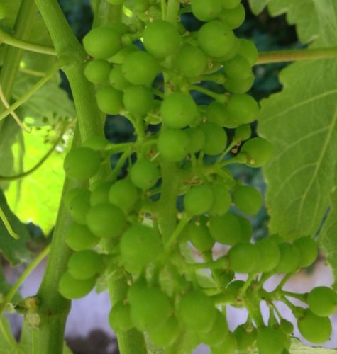 Roy_Davies's profile picture. amateur wine lover.