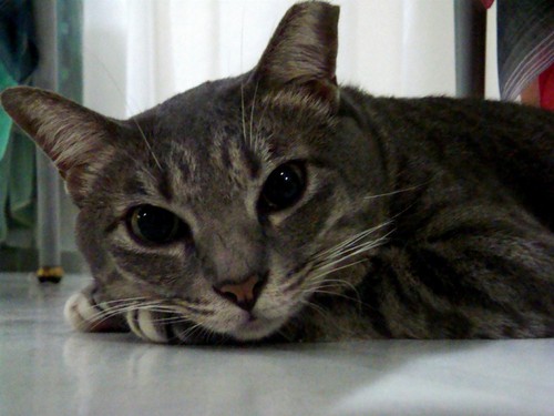 I'm bubu.I'm a tabby cat.I love to make friends with other cats.I love to eat tuna.It's my all time favourite!  :)