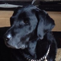 Blacklab(@ChelseatheLab) 's Twitter Profile Photo