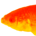Fundulus (@drewtalley) Twitter profile photo Fundulus (@drewtalley) Twitter profile photo