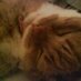 fluffylittle1🐱 (@fluffylittle1) Twitter profile photo fluffylittle1🐱 (@fluffylittle1) Twitter profile photo