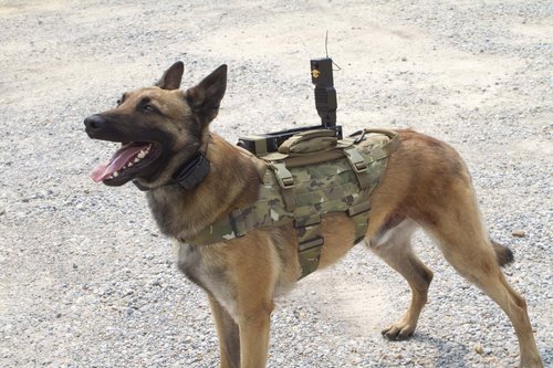 Smart, sexy, savvy and fun Belgian Malinois.  I love obedience and bite work!  Follow me for your daily dose of doggy wisdom!