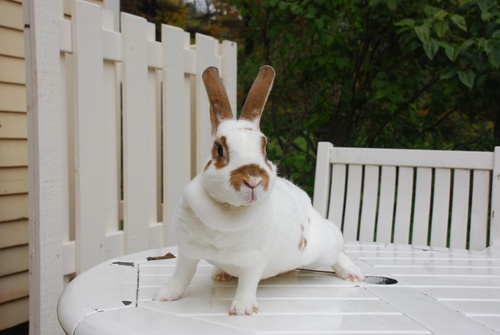 ODeMasi's profile picture. Postdoc, cat owner, and urban gardener.