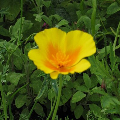 Garden Plants (@gardeningonline) | Twitter
