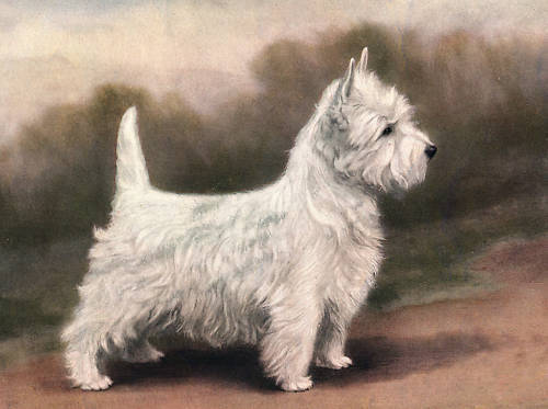 barkleybeckley's profile picture. Westie lover