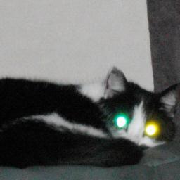 louandthebrain's profile picture. 