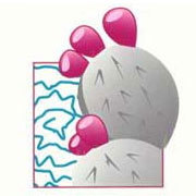 AZCactusRanch's profile picture. Products made from 100% pure, concentrated natural prickly pear nectar juice. Excellent source of vitamins and chromium. Promotes good health.  (520) 625-4419