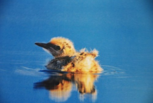 RobertBicek's profile picture. 