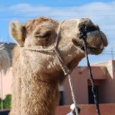 S0B0's profile picture. journalist, screenwriter, communicator