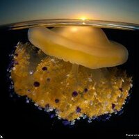 Dayglo (@dayglo) 's Twitter Profile