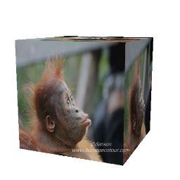 Borneo Eco Tour is a tour company that specialized on Borneo wildlife and adventure tour.