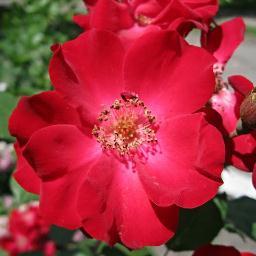 bree1511's profile picture. 