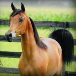 backyardrider_'s profile picture. I'm 15, I have a qh/arab gelding, I also love dogs #backyardrider #babyanon