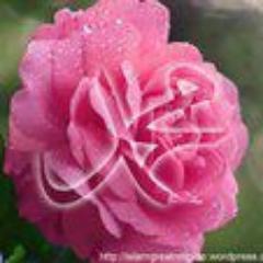 ZezoStar2011's profile picture. 