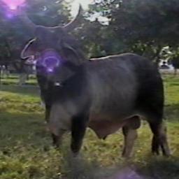GANADO GUZERA EN VENEZUELA. EL GUZERA ADEMAS DE SER LA RAZA MAS RUSTICA ES EL UNICO CEBU DE DOBLE PROPOSITO (LECHE Y CARNE). GUZERA : LA RAZA MAS COMPLETA