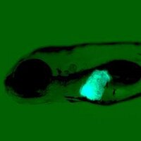 Dan Gorelick (@gorelicklab) 's Twitter Profile