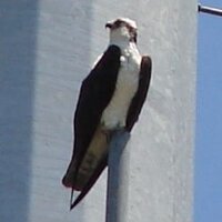 james markey (@eaglebogey) 's Twitter Profile