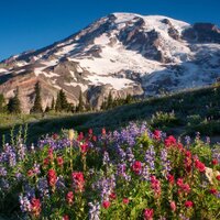 ItsNotEasyToBeGreen (@montrmm) 's Twitter Profile