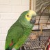 QueequegParrot (@queequegparrot) Twitter profile photo QueequegParrot (@queequegparrot) Twitter profile photo