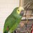 QueequegParrot's avatar