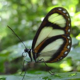 Butterf3215's profile picture. 