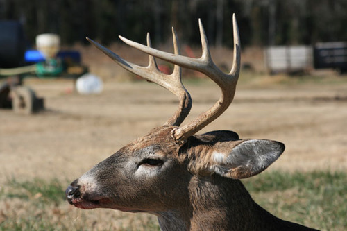 Blue Dark Outfitters prides itself on catering to guided hunts, especially parent child hunts and offers a generous deer limit based on the length of the hunt.