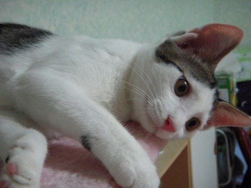 몽상가