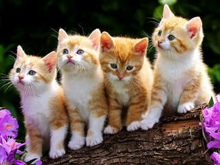 Catslike05879yz's profile picture. 