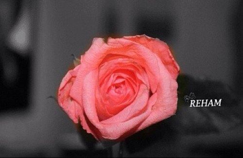 سأابقى كمآ أنآا|أنثى « حآالمهه » تعيش صخب آلحيااة بهدوء ♡♥