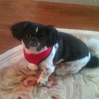 Rose Dav (@bringing) 's Twitter Profile