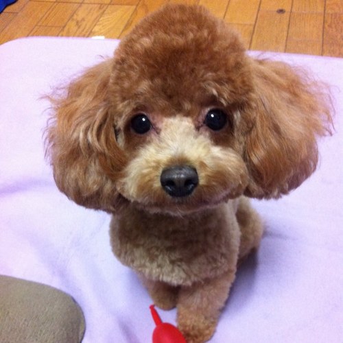 riamoa's profile picture. 