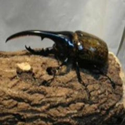 モー虫 Kride Official カブトムシ Vs パラワンオオヒラタクワガタ 史上最強の国産カブトが 世界最強のクワガタ パラワンに挑む モー虫iwgpアーカイブ