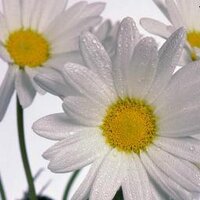 ZEYNEP ARSLAN (@zeynep35arslan) 's Twitter Profile