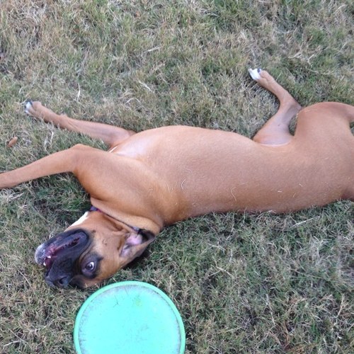 ridethegutter's profile picture. 