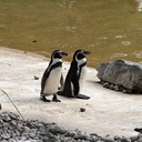 carrie mcdaniel - @raushanahq - Twitter