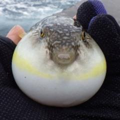 久慈市釣りブログと言うサイトを作っています。
久慈市周辺で海釣りや川釣りなど色んな魚釣りに挑戦中。
良かったらブログ見てください。
更新情報とたま～につぶやき。